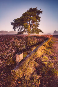 Field against clear sky during sunset