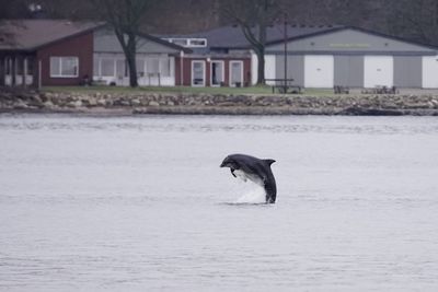 Dolphin diving in sea against houses