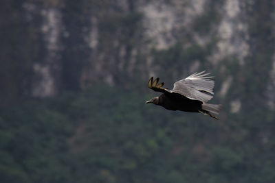 Close-up of bird flying against blurred background