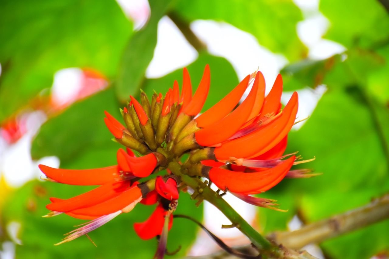 flower, petal, freshness, flower head, focus on foreground, growth, fragility, beauty in nature, close-up, red, nature, blooming, plant, single flower, orange color, pollen, park - man made space, day, outdoors, no people
