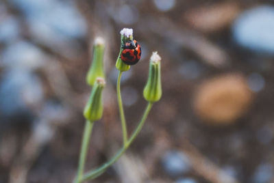 Close-up of ladybug on flower