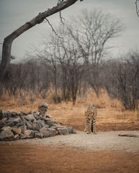 Bare tree on field against sky