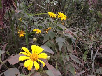 Close-up of yellow flower