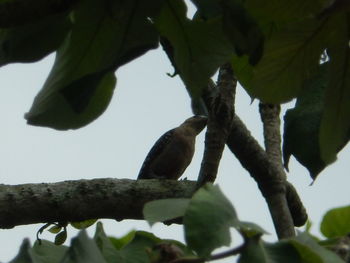 Low angle view of bird perching on tree against sky