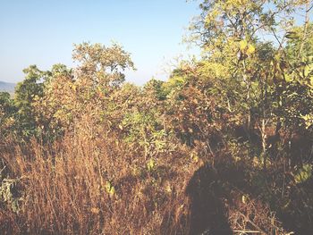 Low angle view of trees against clear sky