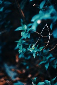 Close-up of plant growing on land