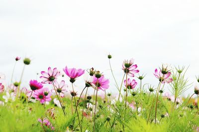 Close-up of pink cosmos flowers on field against clear sky