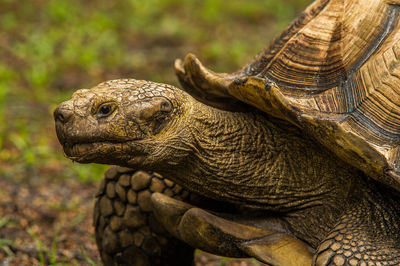 Close-up of turtle on field