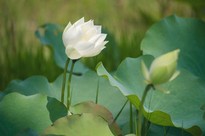 Close-up of white water lily