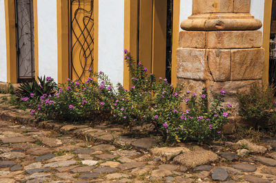 Close-up of cobblestone alley with old colorful doors and flowered bushes in paraty, brazil