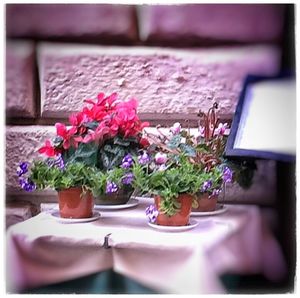 Close-up of potted plant
