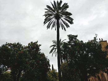 Low angle view of palm trees against sky