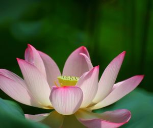 Close-up of pink water lily in pond