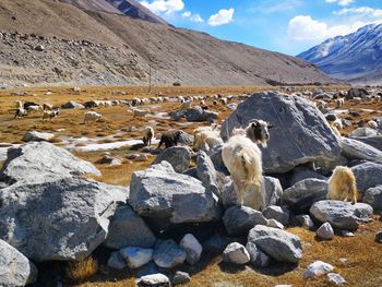 View of sheep on rock