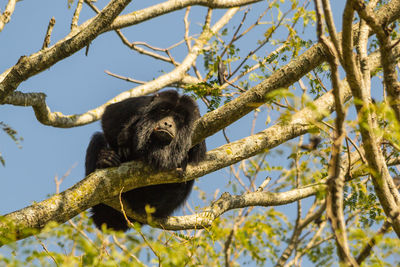 Low angle view of monkey on tree