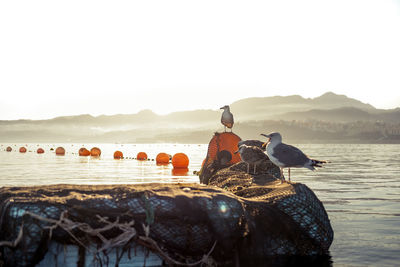 Man on bird against sky