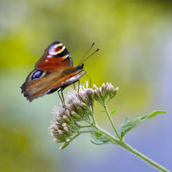 Close-up of butterfly pollinating on flower