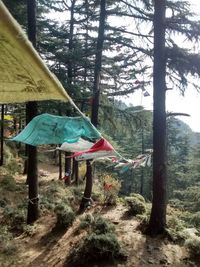 View of tent in forest