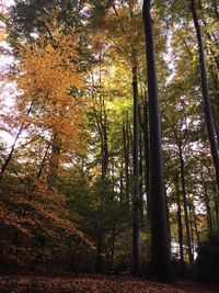 Trees in forest