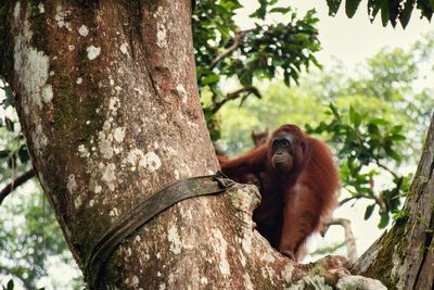 Low angle view of monkey on tree