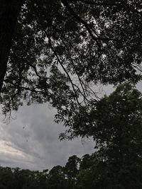 Low angle view of tree against sky