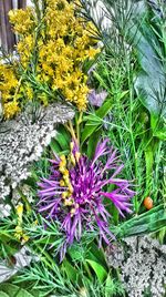 Close-up of purple flowering plants