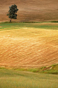 Scenic view of agricultural field