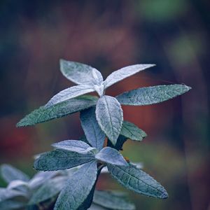 Close-up of plant leaves