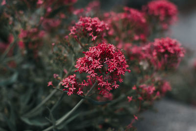 Close-up of flowers blooming outdoors