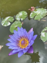 Close-up of purple water lily in lake