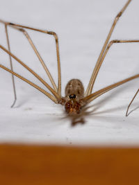 Close-up of spider