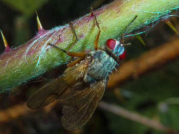 Close-up of insect on plant