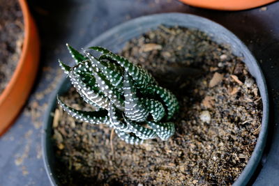 High angle view of lizard on potted plant