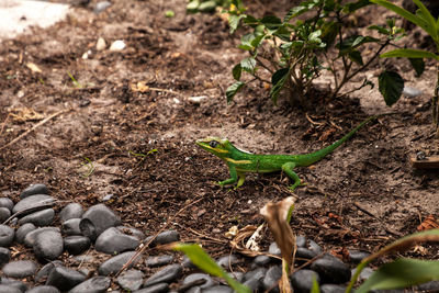 Knight anole anolis equestris lizard perches on a tree in a naples, florida garden in spring.