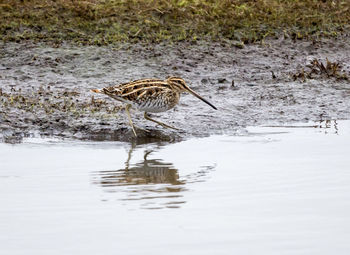 Bird in water