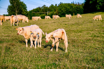 Sheep grazing on field