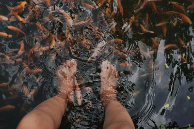 Low parts of people in therapeutic fish ponds