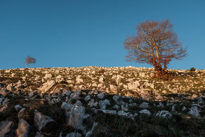 Bare tree on field against clear blue sky