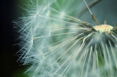 Close-up of leaves against blurred background