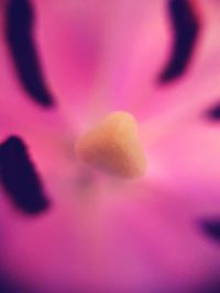 Full frame shot of pink flower