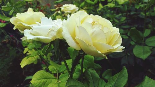 Close-up of flowers blooming outdoors