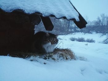 Cat in snow