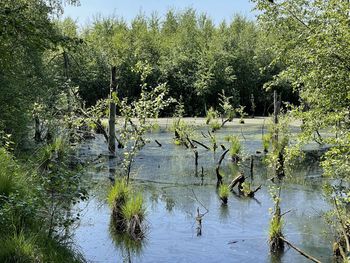 Scenic view of lake in forest