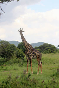 giraffe