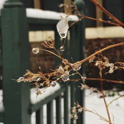 Close-up of snow on plant