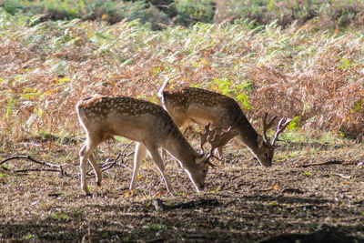 Deer in a forest