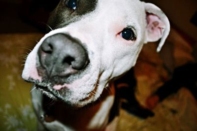 Close-up portrait of dog