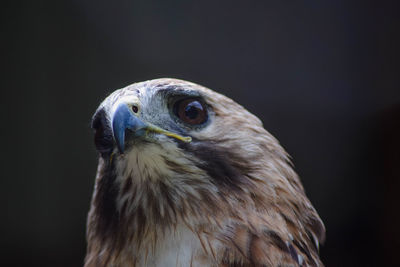 Close-up of a bird