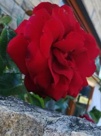 Close-up of red rose blooming outdoors