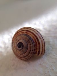 Close-up of snail